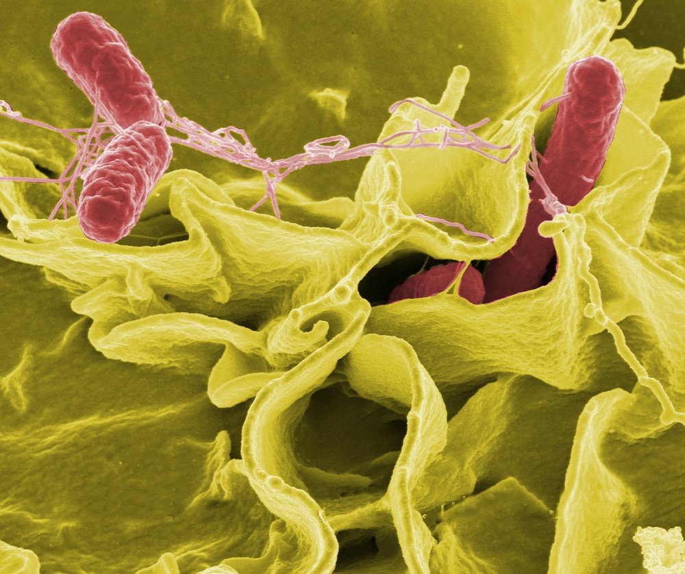3D rendering of salmonella bacteria
