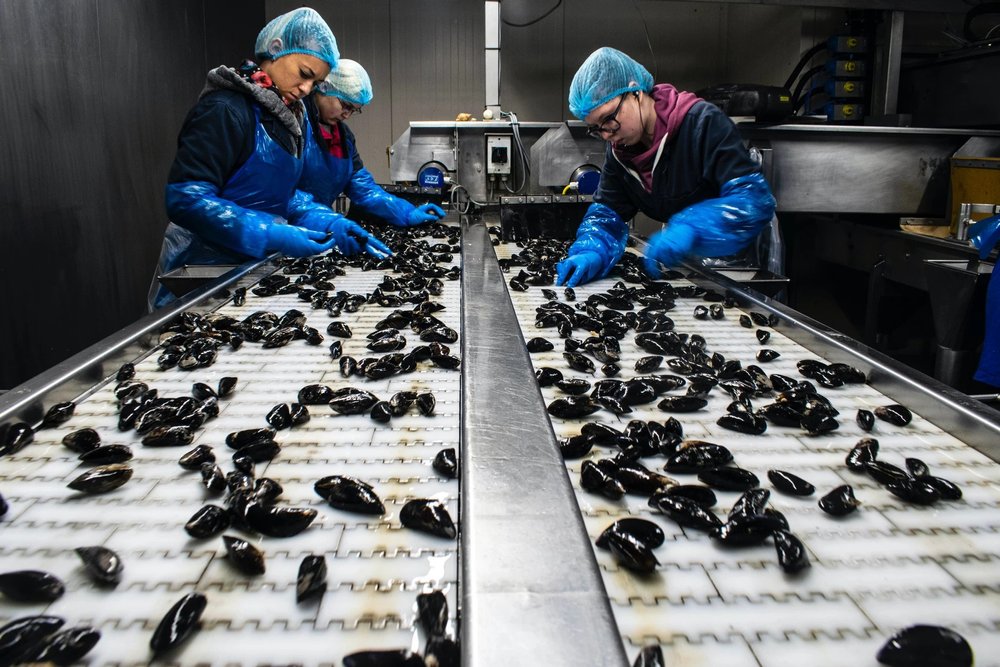 Workers sorting mussels on a food processing line