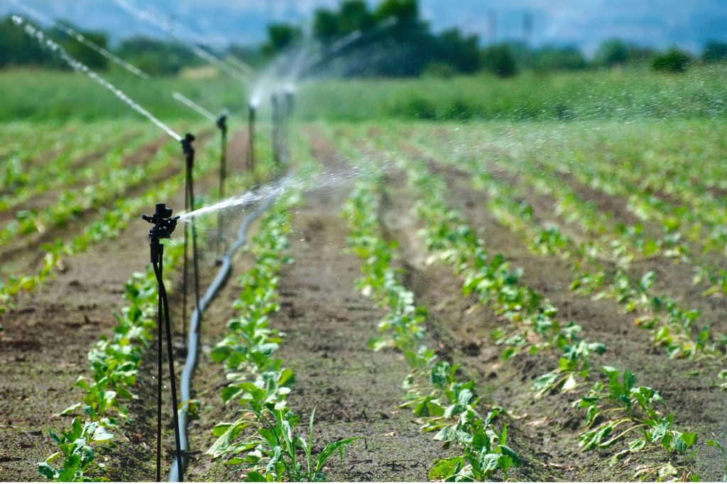 Pathogen Monitoring in Agriculture: Ensuring Safe Irrigation&nbsp;Water
